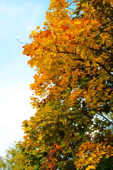 Branch with yellow maple leaves in the autumn