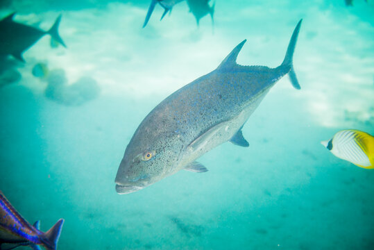 Underwater photo of a Bluefin Trevally aka Bluefin Kingfish (Caranx melampygus) in Muri Lagoon, Rarotonga, Cook Islands