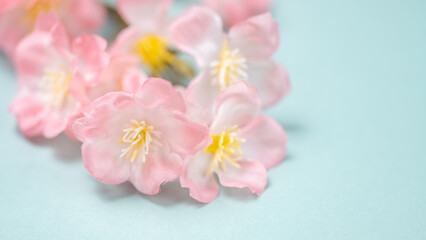 Fototapeta na wymiar 【背景素材】桜の花　