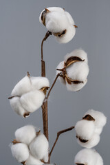 Cotton flowers on the grey background