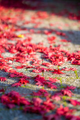 Fototapeta premium Roter Ahorn im Herbst 