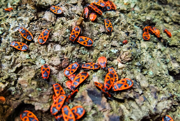 Colorful closeup on an aggregation of copulating firebugs , Pyrrhocoris apterus on a bark of a tree in the springtime