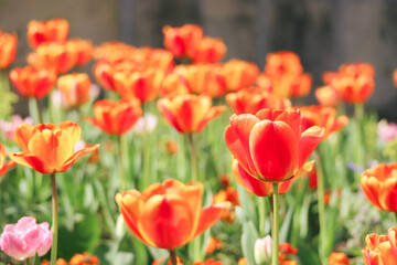 Fototapeta premium A vibrant and beautiful orange - red color of tulips flowers blooming during spring season 