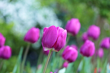 Close up of purple color tulip bud with greenery nature blurry background during full bloom season in spring time  