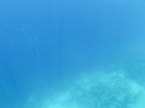 A blue background photo of under water deep blue sea landscape with small fish swimming around from snorkeling diving
