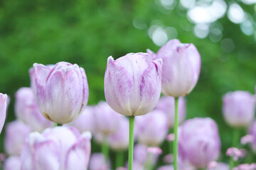 Close up of beautiful delicate of purple pastel color of bud of tulips in garden with greenery nature bokeh background during blooming season in spring time