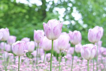 Fototapeta premium Beautiful delicate of purple pastel color of bud of tulips in garden with greenery nature bokeh background during blooming season in spring time