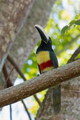 Black-necked Aracari
