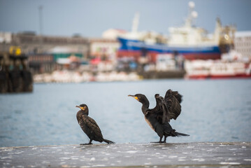 European Shag (Phalacrocorax aristotelis) aka Common Shag or Cormorant in Reykjavik, Iceland