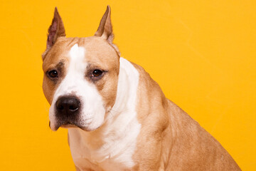 dog breed american staffordshire terrier on a yellow background