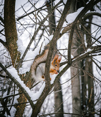 squirrel on a tree