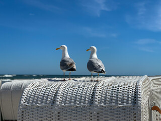 Two white sea gulls seat white birds on a top of traditional north german beach chair Strandkorb on...