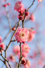 ピンクの梅の花