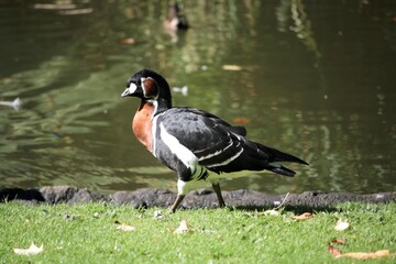 Canard siffleur