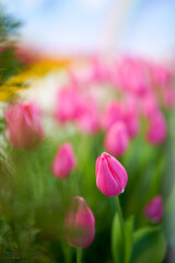 Obraz premium ピンクや白、黄色や赤のカラフルなチューリップと虹