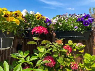 View of beautiful balcony garden with vibrant pink blooming hydrangea flowers and flower pots with...