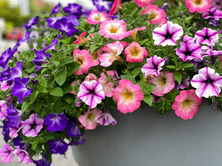 Colourful mixed petunia flowers in vibrant pink and purple colors in decorative flower pot close...