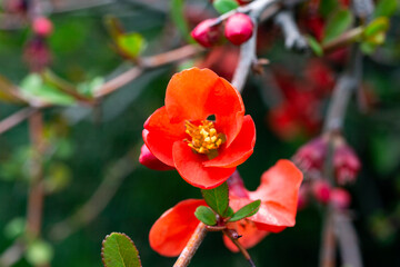 Flowering Guince Chaenomeles speciosa x Chaenomeles. japonica in garden. bright red flowers on a bush in April