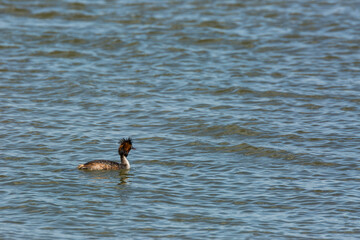 Great crested grebe (Podiceps cristatus) in Aiguamolls De L Emporda Nature Reserve, Spain