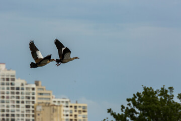 Egyptian goose in Aiguamolls De L Emporda Nature Reserve, Spain