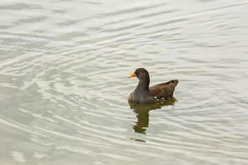 Common moorhen in Aiguamolls De L Emporda Nature Reserve, Spain