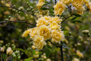 close-up Lady Banks rose, just Banks rose or Rosa banksiae, small light yellow inflorescences of roses and buds, April, spring