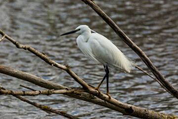 Little egret in Aiguamolls De L Emporda Nature Park, Spain