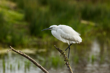 Little egret in Aiguamolls De L Emporda Nature Park, Spain