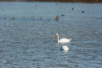 Swan in spring in Aiguamolls De L Emporda Nature Park, Spain