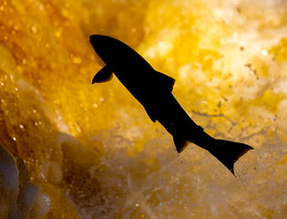 Atlantic Salmon leaping upstream during Salmon Run, UK