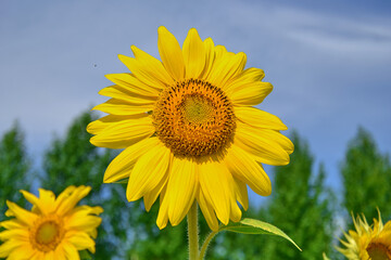Close-up of bright yellow sunflower against blue sky and field.