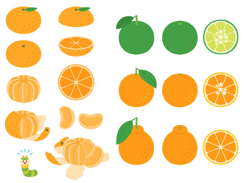 果物イラスト　バラエティセット　柑橘類