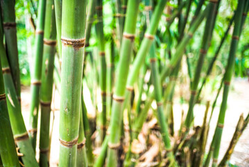 Bamboo in the jungle at Bukit Lawang, Gunung Leuser National Park, North Sumatra, Indonesia, Asia, background with copy space