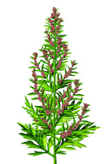 Green plant with red pink flowers
