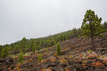 Burned forest in Caldera De Taburiente Nature Park, La Palma Island, Canary Islands, Spain