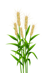 green plant with hairy flowers
