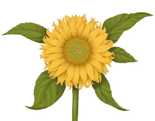 Green plant with yellow flowers