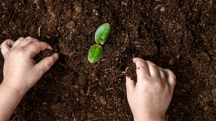 Children's hands plant a young seedling in the ground. Top view.
