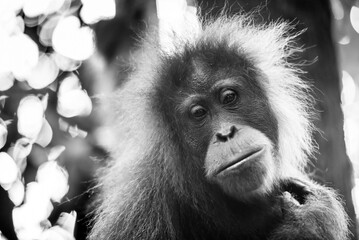Black and white portrait of an Orangutan (Pongo Abelii) in the rainforest near Bukit Lawang, Gunung Leuser National Park, North Sumatra, Indonesia, Asia