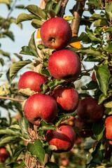 red apples on tree