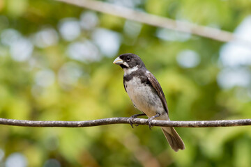 Double-collared Seedeater