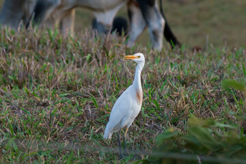 Cattle Egret