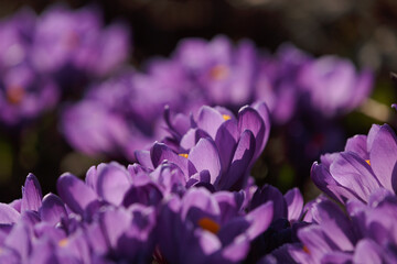 Purple saffron flower petals with orange stigma, close-up.Crocus flowers in a sunny garden. A macro shot of an early spring flower