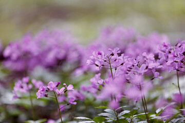 Cardamine. Purple and lilac forest flowers. Dentaria bulbifera, first spring forest flowers. Beautiful spring floral background, selective focus
