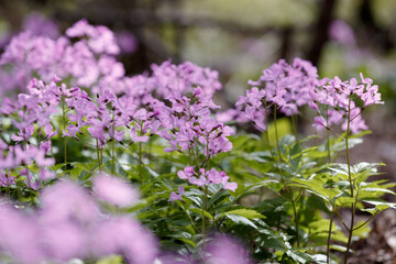 Cardamine. Dentaria bulbifera, first spring forest flowers. Purple and lilac forest flowers. Beautiful spring floral background, selective focus
