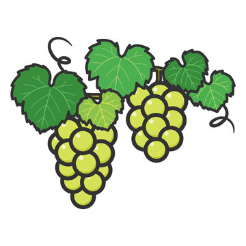 マスカットグレープ の画像 913 件の Stock 写真 ベクターおよびビデオ Adobe Stock