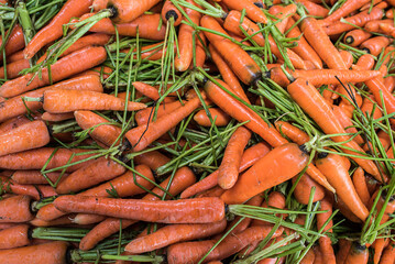 Carrot farm in Bukittinggi, West Sumatra, Indonesia, Asia