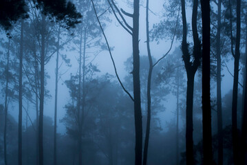 Fototapeta na wymiar Misty forest at night, Lake Toba (Danau Toba), North Sumatra, Indonesia, Asia