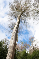 woods and countryside with blue sky