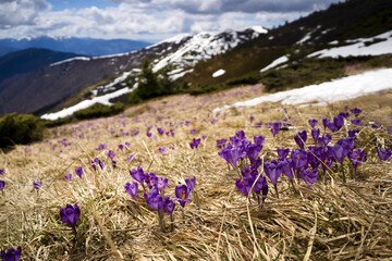 Landscape with wild purple crocuses in the snowy mountains.
